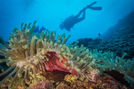 Rare climate refuge for coral reefs discovered off the coast of Kenya and Tanzania